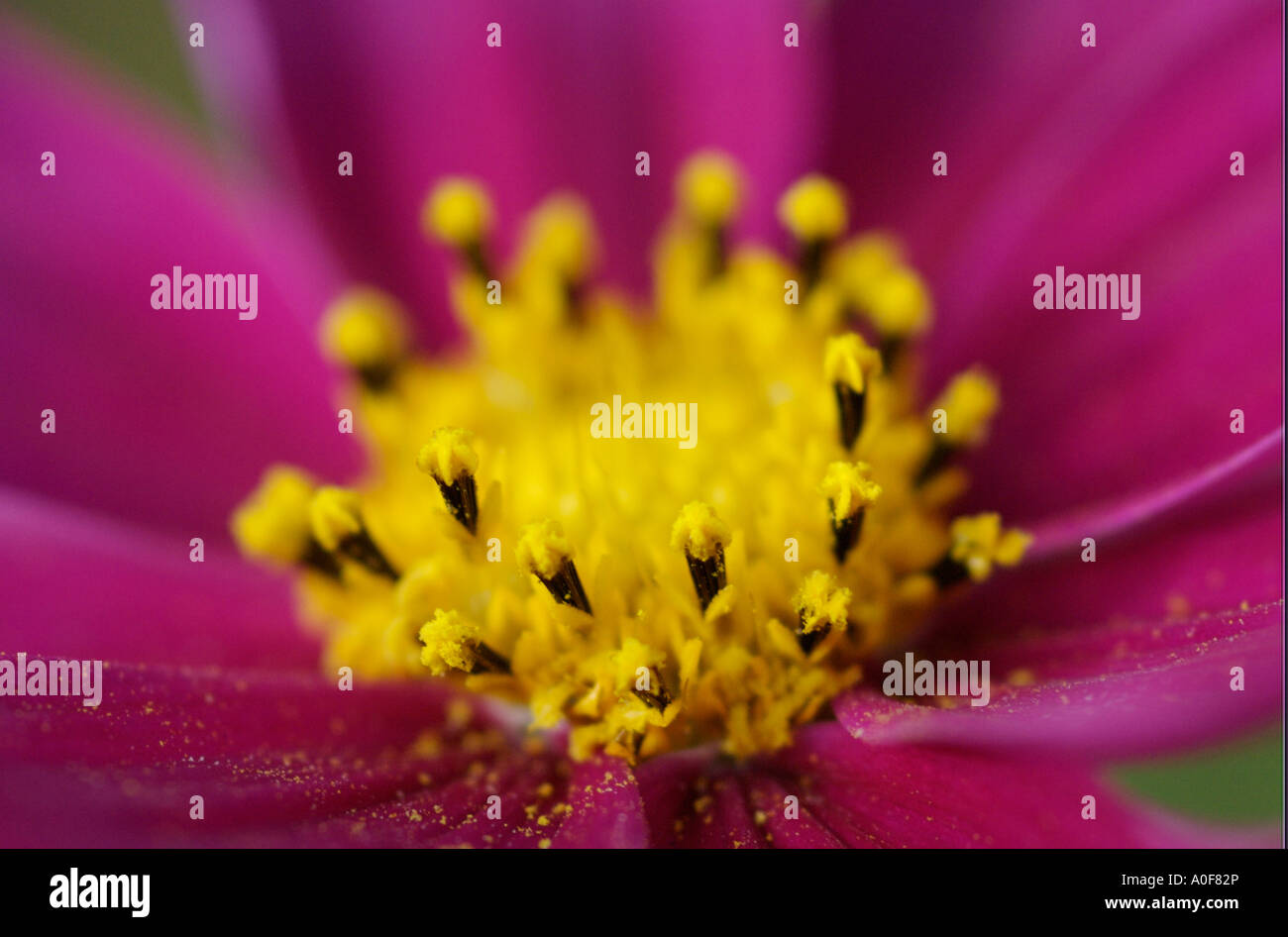 Cosmos, originally north american annual is attractive garden flower