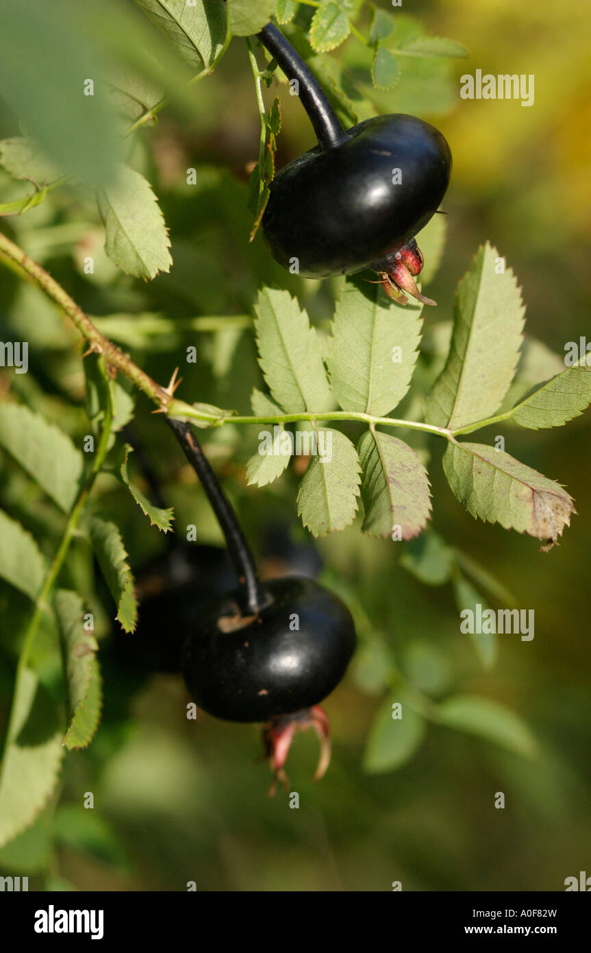 Rose bird hires stock photography and images Alamy