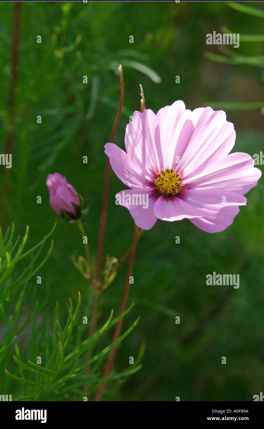 Cosmos, originally north american annual is attractive garden flower for bees Stock Photo