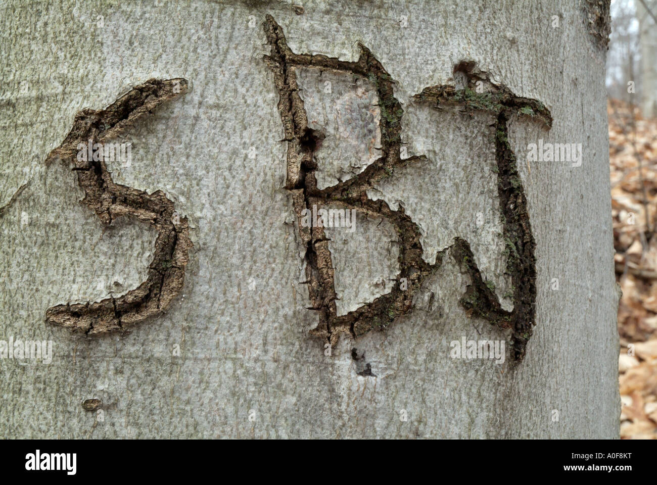 initials carved on a tree on the side of a hiking trail, forerst,nature