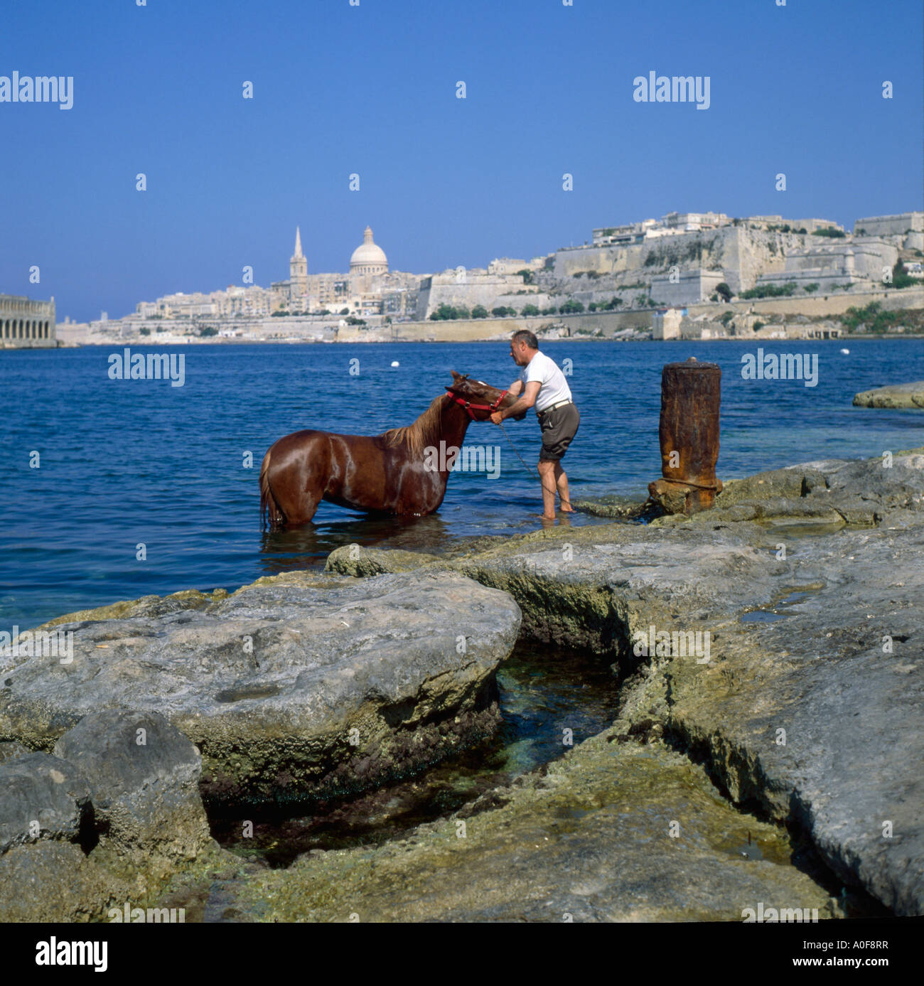 Man Washing Down His Horse In Marsamxett Harbour Valletta Malta Stock Photo Alamy Man Washing Down His Horse In Marsamxett Harbour Valletta Malta Stock Photo Alamy