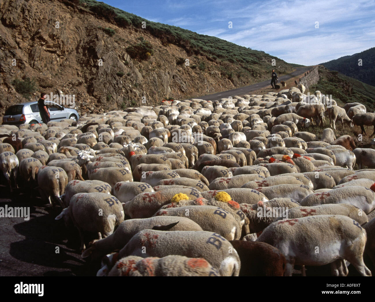 Sheep on the move at the June transhumance in the Cevennes France Europe Stock Photo