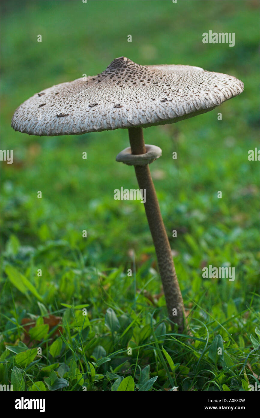 [Parasol Mushroom] [Macrolepiota procera], large edible fungus growing wild on green grass field, 'close up', England, UK Stock Photo