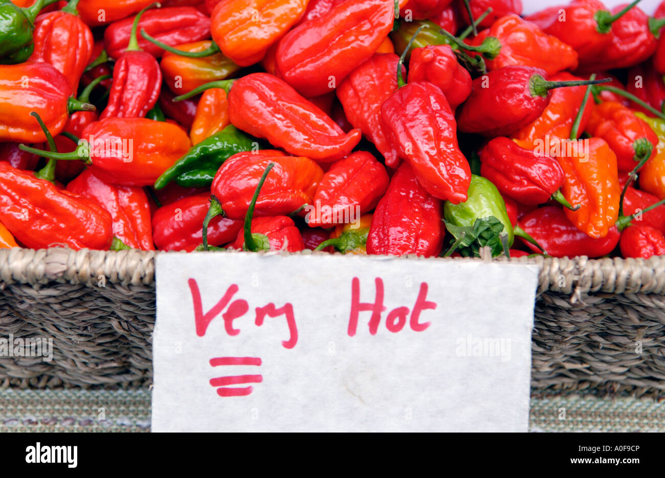 The worlds hottest chilli the DORSET NAGA on sale at the annual Abergavenny Food Festival Wales UK GB EU Stock Photo