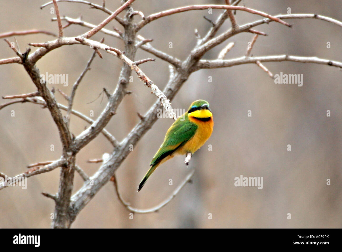 Little bee eater on a twig hi-res stock photography and images - Alamy