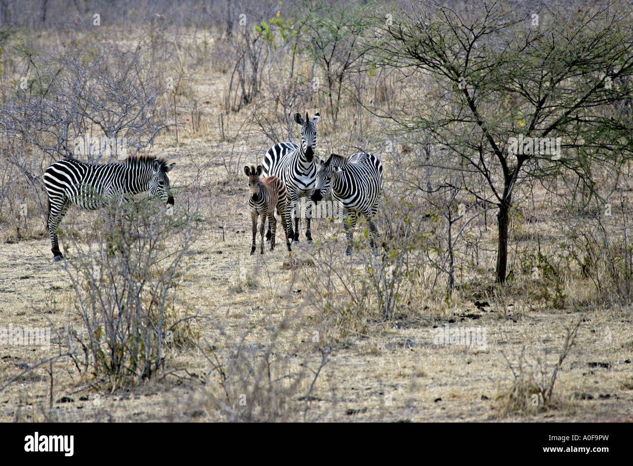 Peek-a-boo. A plains zebra foal peers over his mother's withers in  Pilanesberg National Park Stock Photo - Alamy