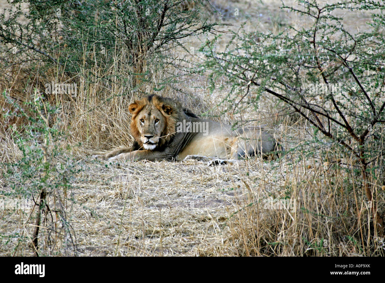 Male lion rest hi-res stock photography and images - Alamy