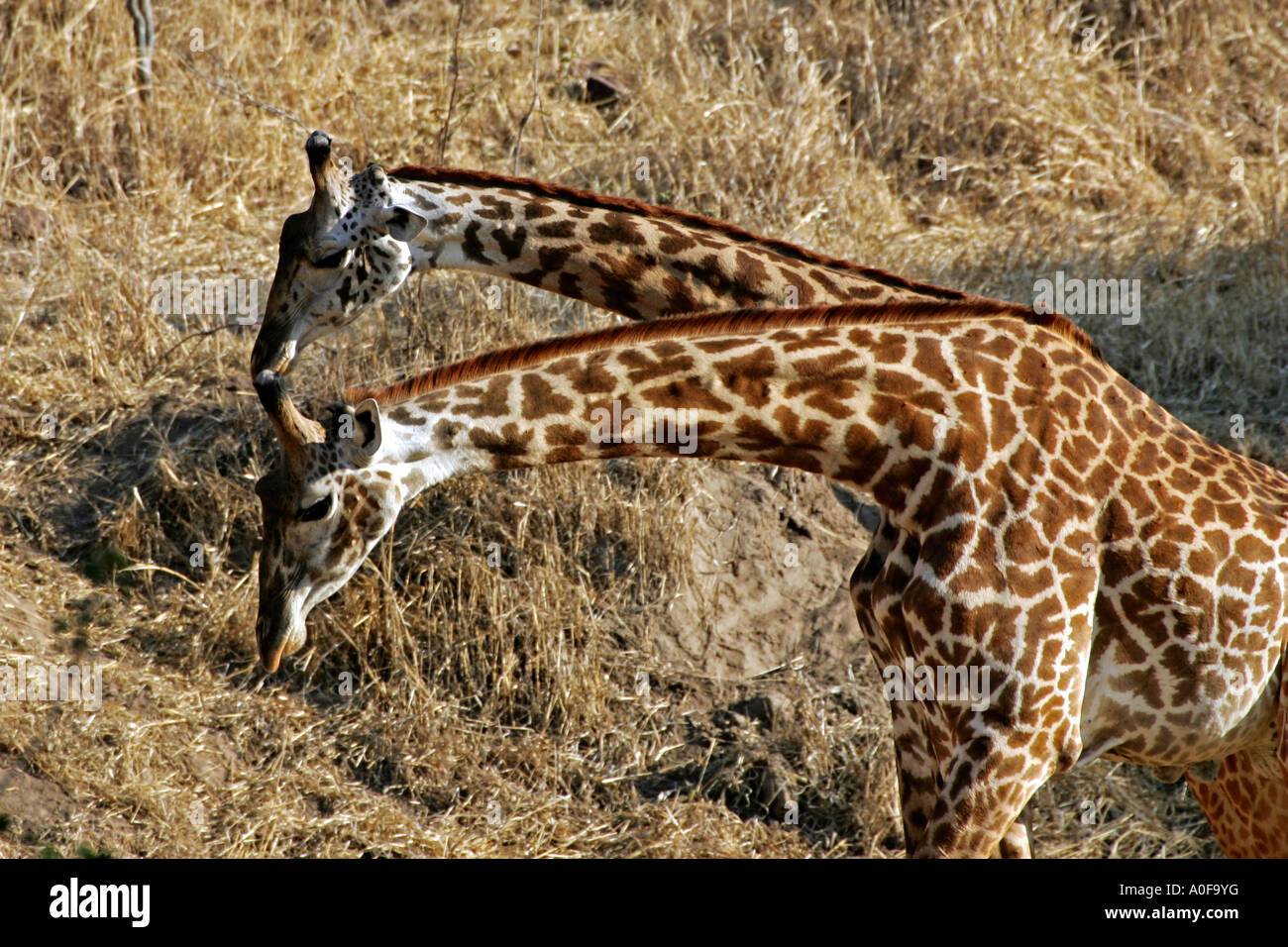 Ruaha National Park Tanzania two male giraffe fighting Stock Photo - Alamy