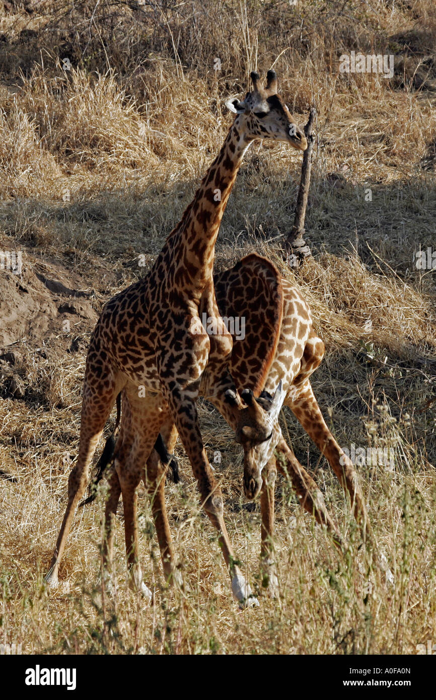 Ruaha National Park Tanzania two male giraffe fighting Stock Photo - Alamy