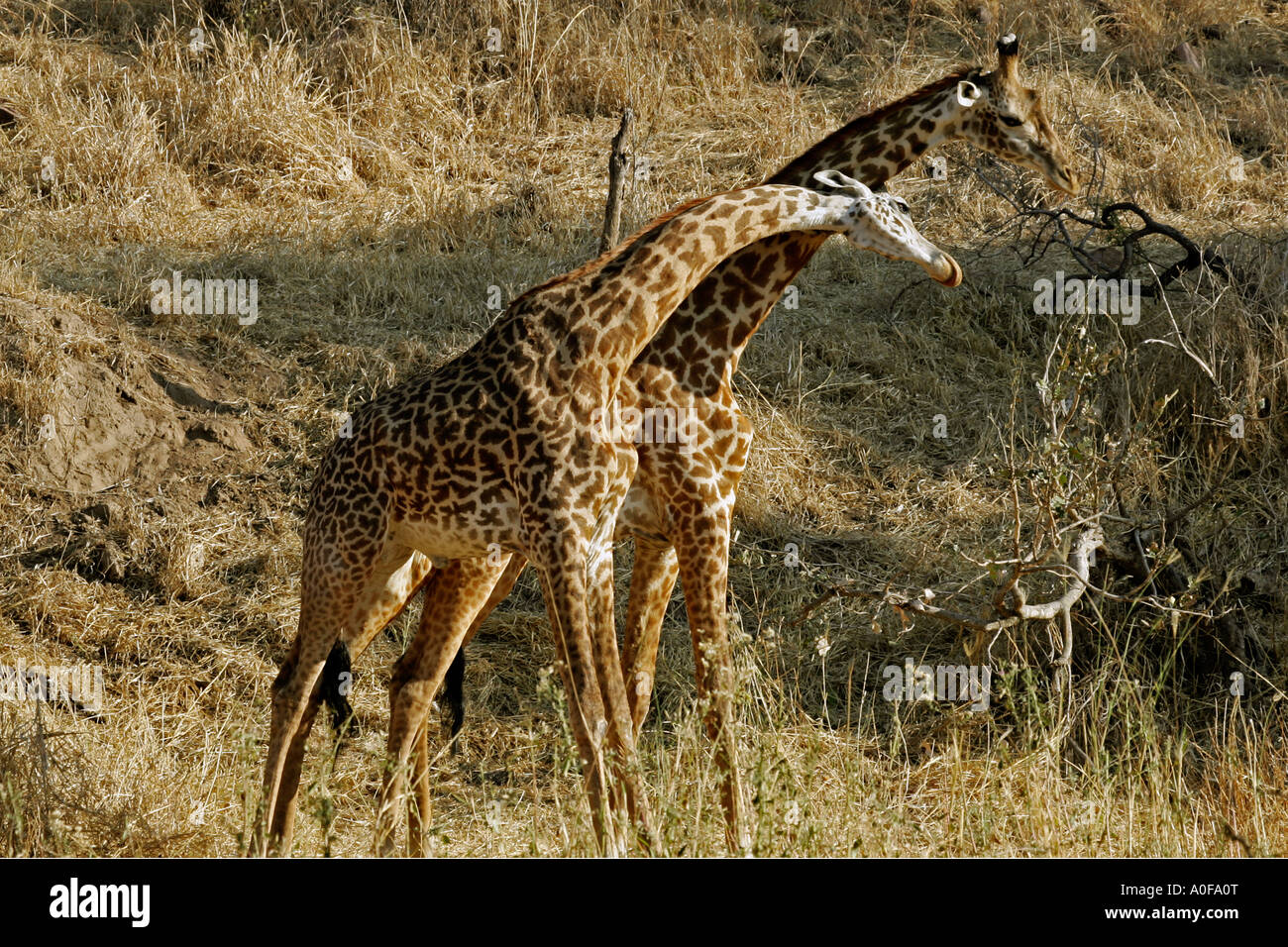 Ruaha National Park Tanzania two male giraffe fighting Stock Photo - Alamy