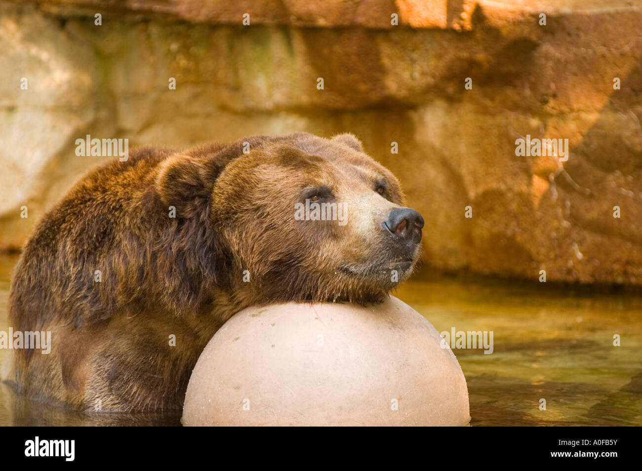 Grizzly Bear  Saint Louis Zoo