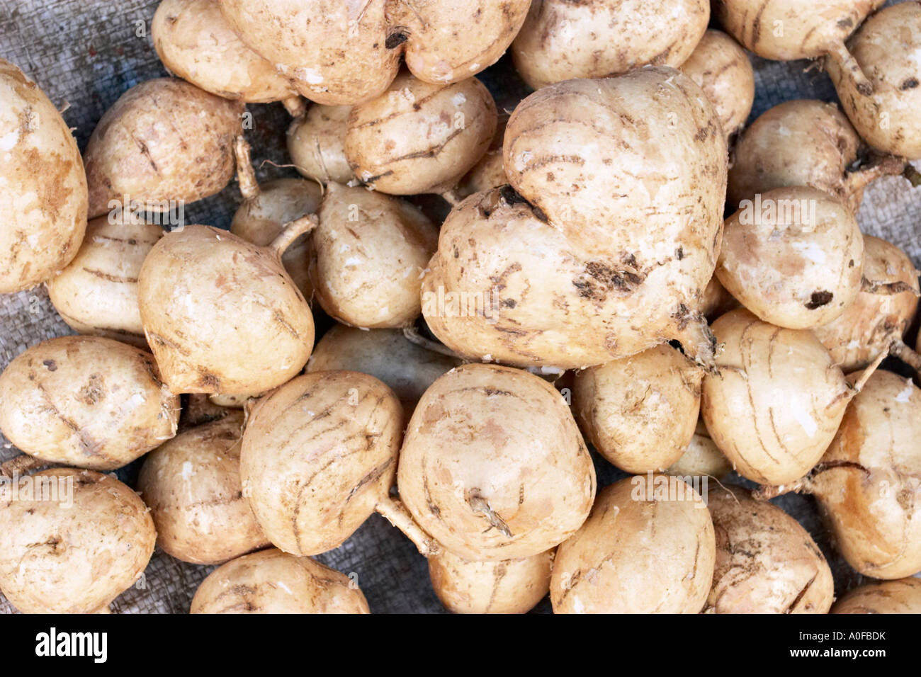 Jicama (Pachyrhizus erosus) for sale at Tomohon market, Sulawesi