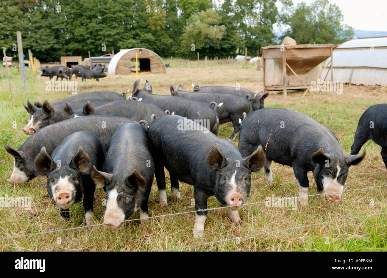 Berkshire free range pigs on farm at Richards Castle near Ludlow Shropshire England UK GB EU Stock Photo