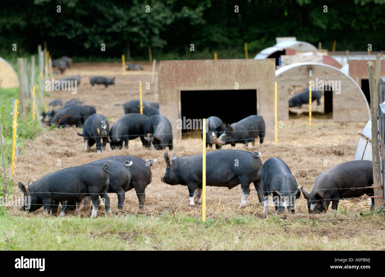 Berkshire free range pigs on a farm at Richards Castle near Ludlow