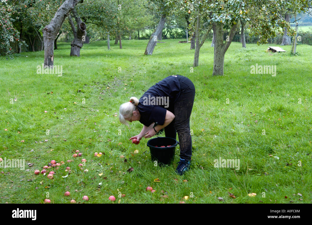 Woman collecting fallen cider apples by hand in orchard at Greggs Pit