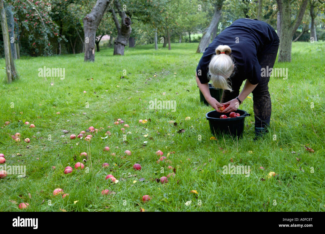 Woman collecting fallen cider apples by hand in orchard at Greggs Pit