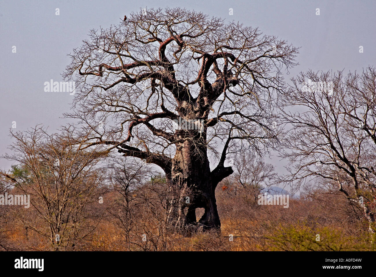 Miombo woodland tanzania hi-res stock photography and images - Alamy
