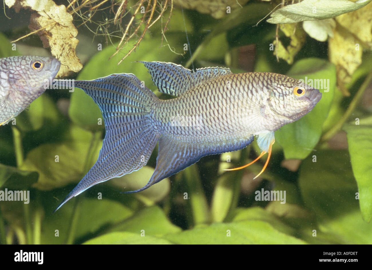 paradise fish (Macropodus erythropterus), impressing male, Vietnam Stock Photo