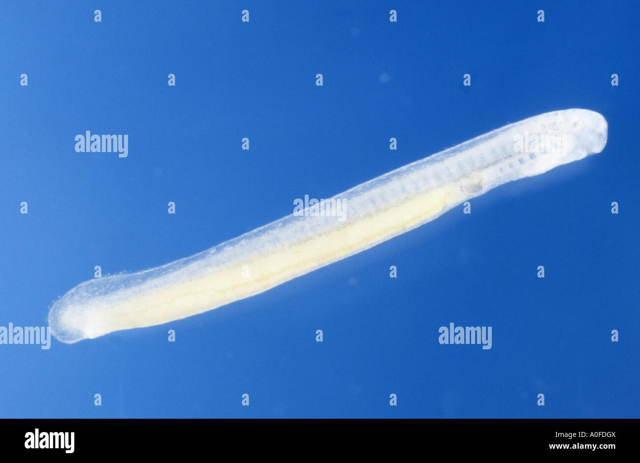 brook lamprey, European brook lamprey (Lampetra planeri), larva 12 mm afer the first ingestion, Germany, Bavaria Stock Photo