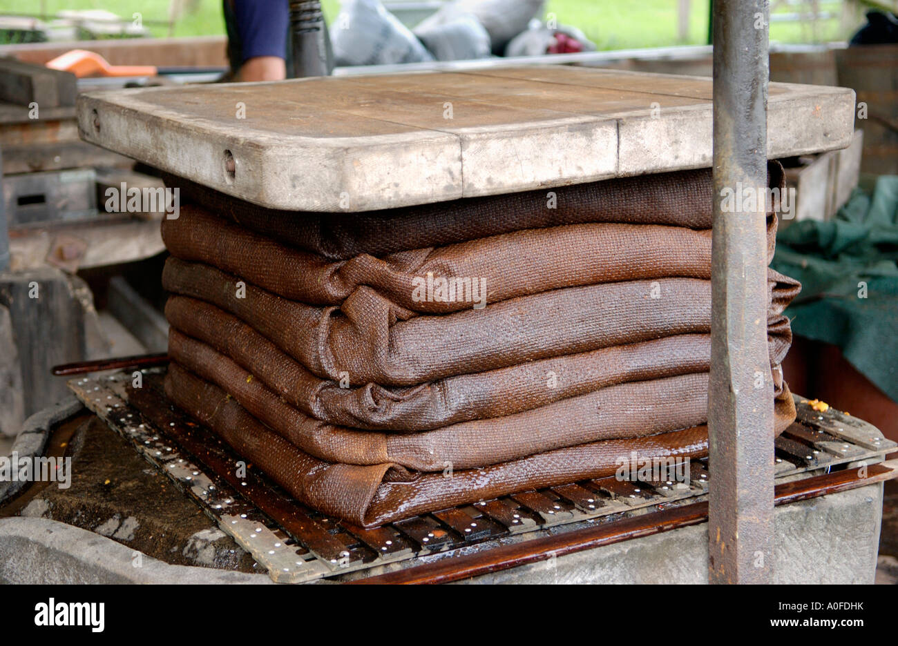 Crushed apples wrapped in stacked hessian cloths to filter juice from