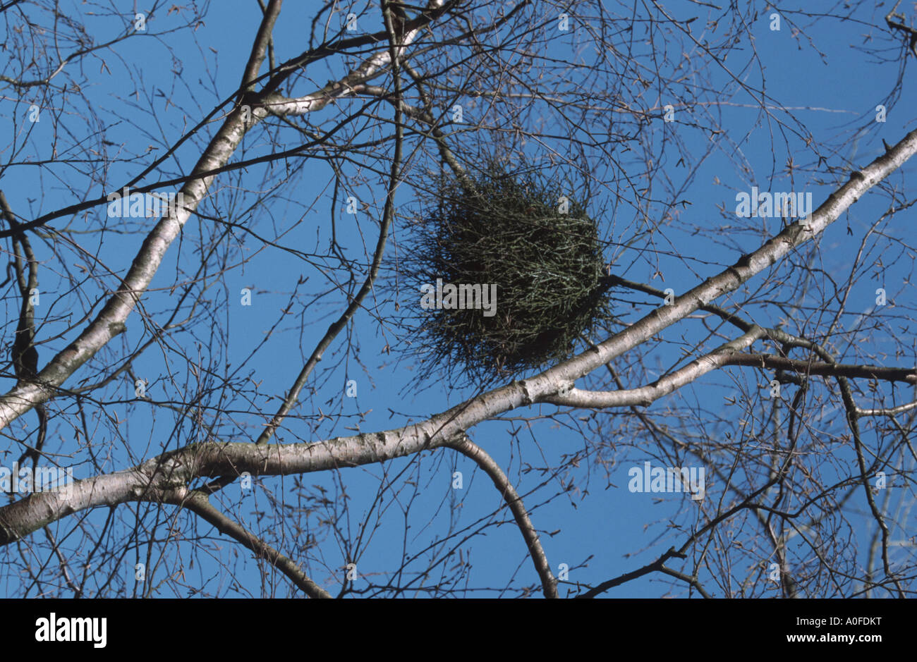 birch broom twigs high resolution stock photography and images alamy birch broom twigs high resolution stock photography and images alamy