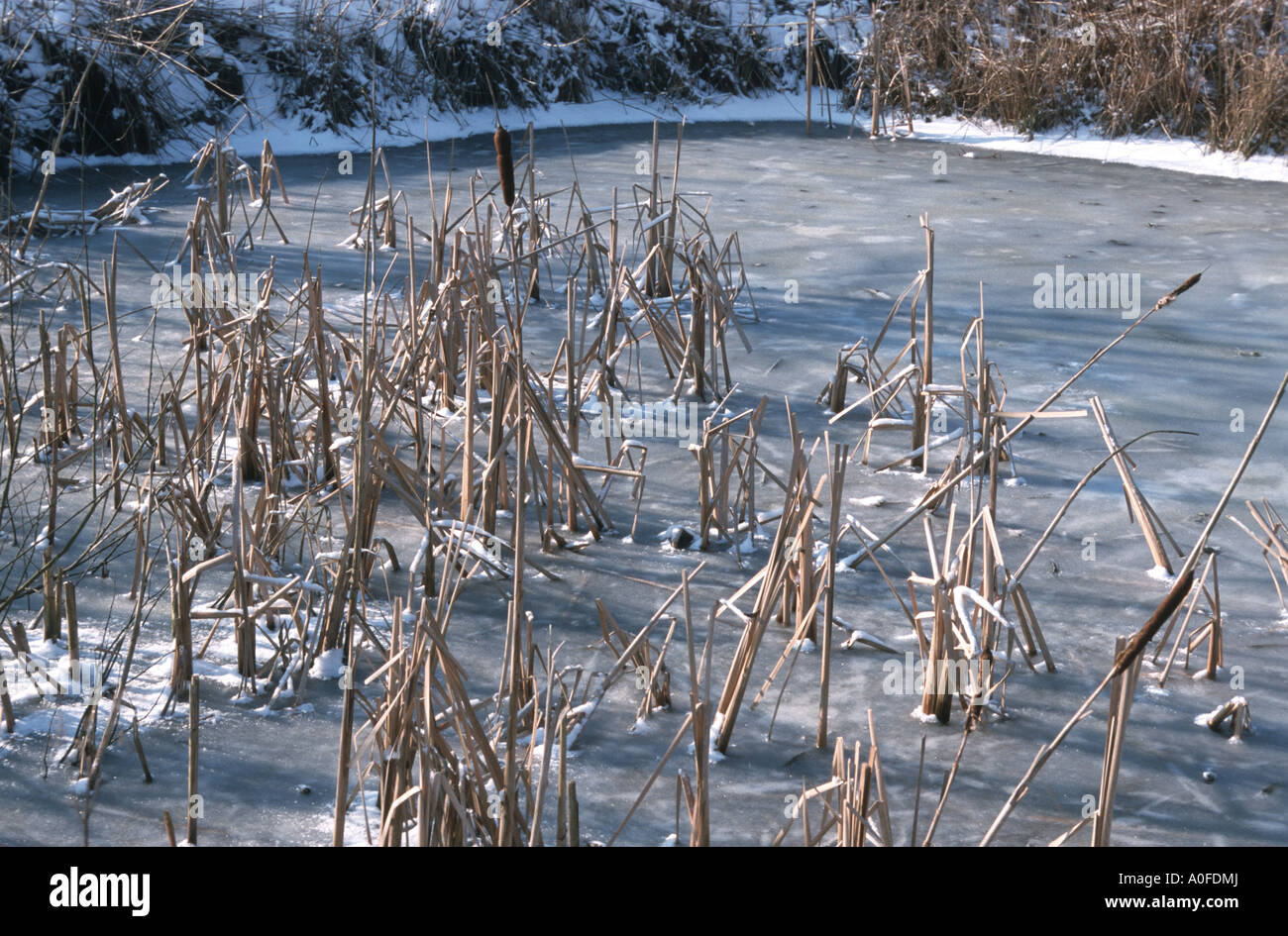 common cattail, broad-leaved cattail, great reedmace, bulrush (Typha latifolia), frozen pond, water aeration with reeds Stock Photo