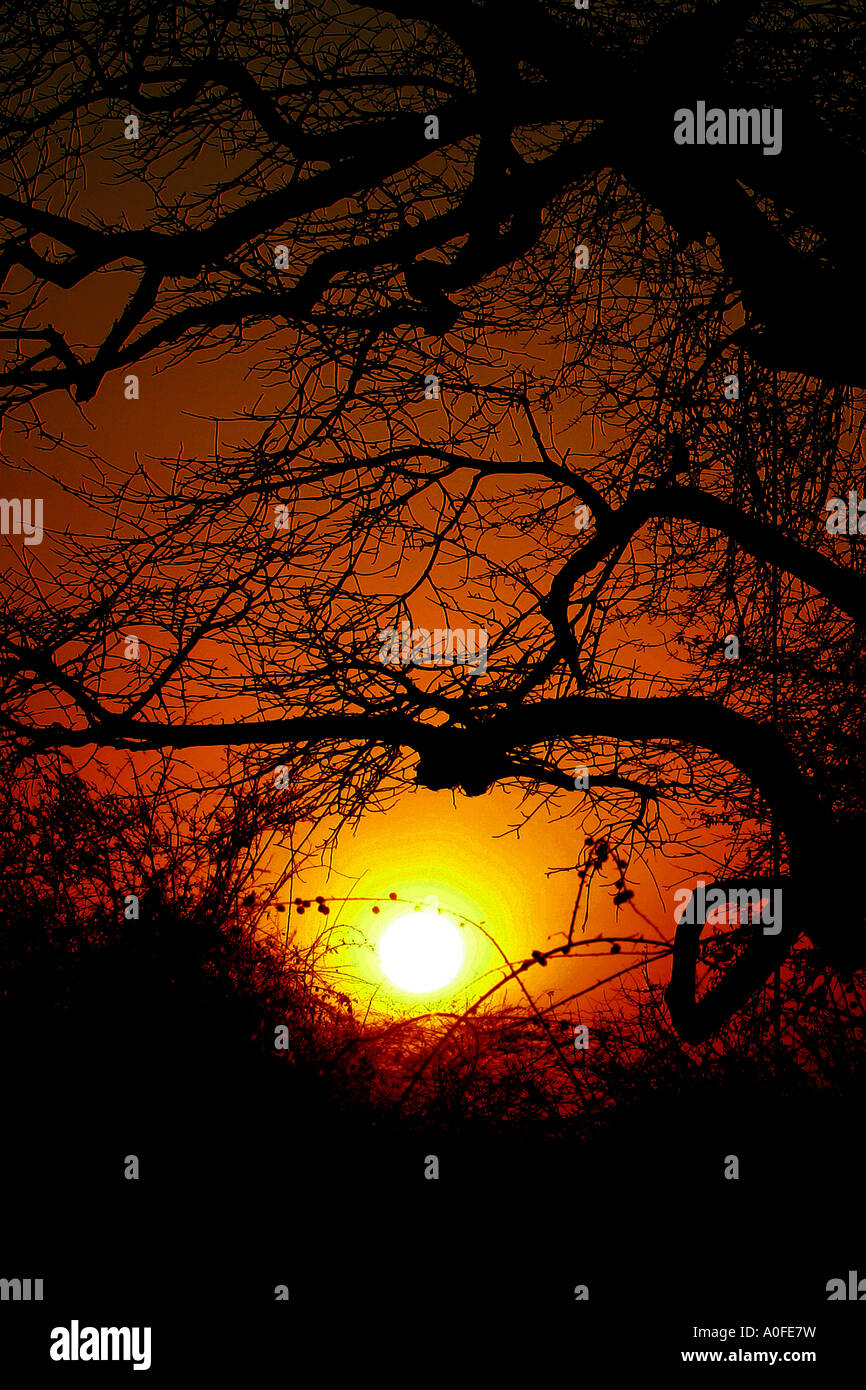 Miombo tree hi-res stock photography and images - Alamy