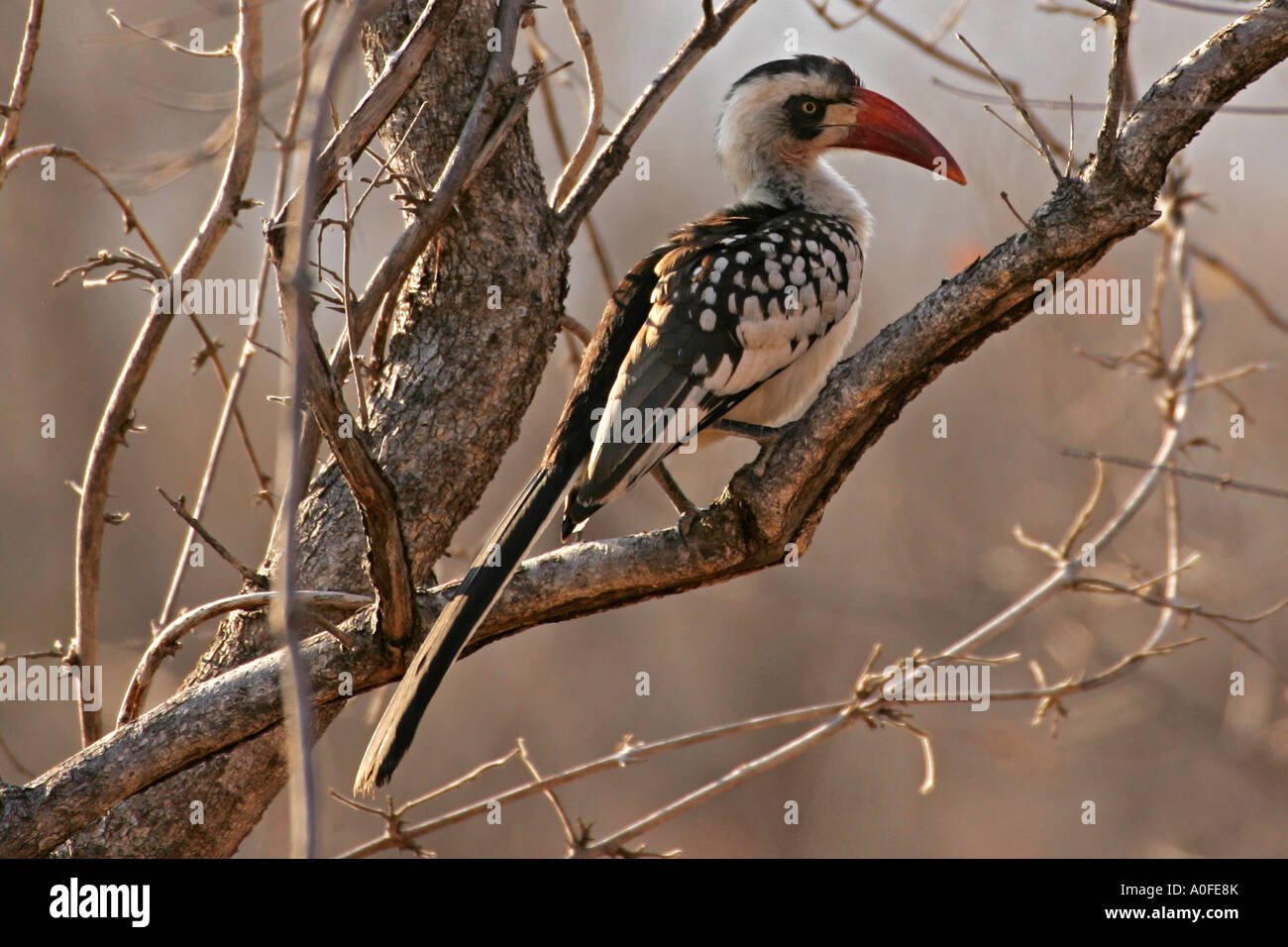 Miombo tree hi-res stock photography and images - Alamy