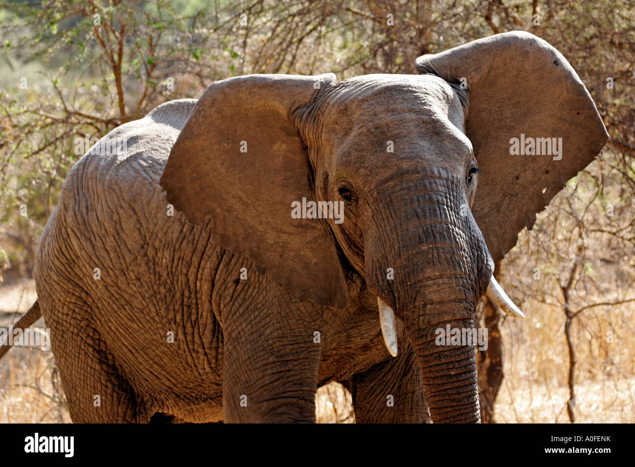 Ruaha National Park Tanzania Elephant mock charge Stock Photo Alamy