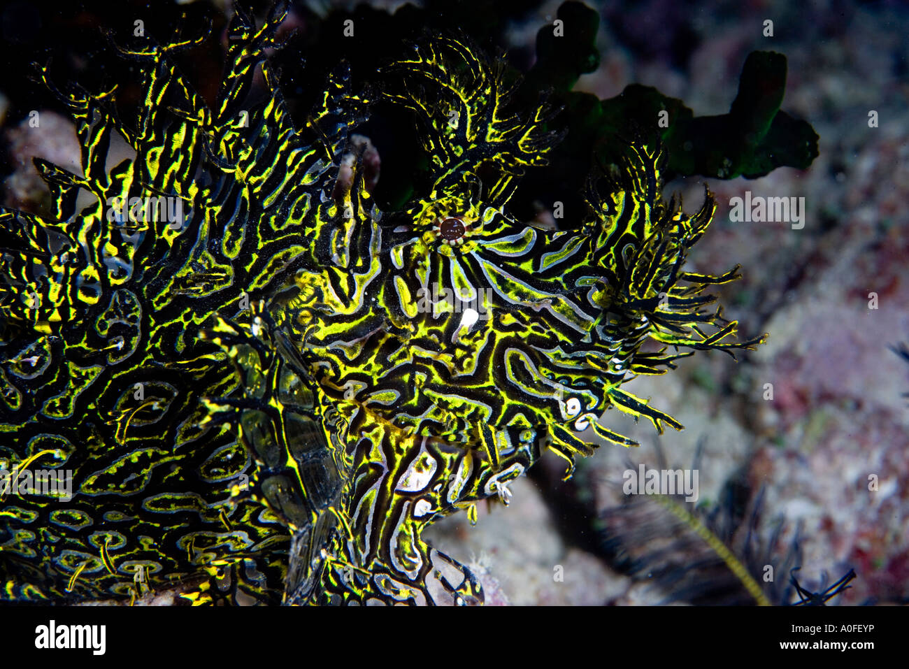LACY SCORPIONFISH RHINOPIAS APHANES CORAL SEA Stock Photo - Alamy