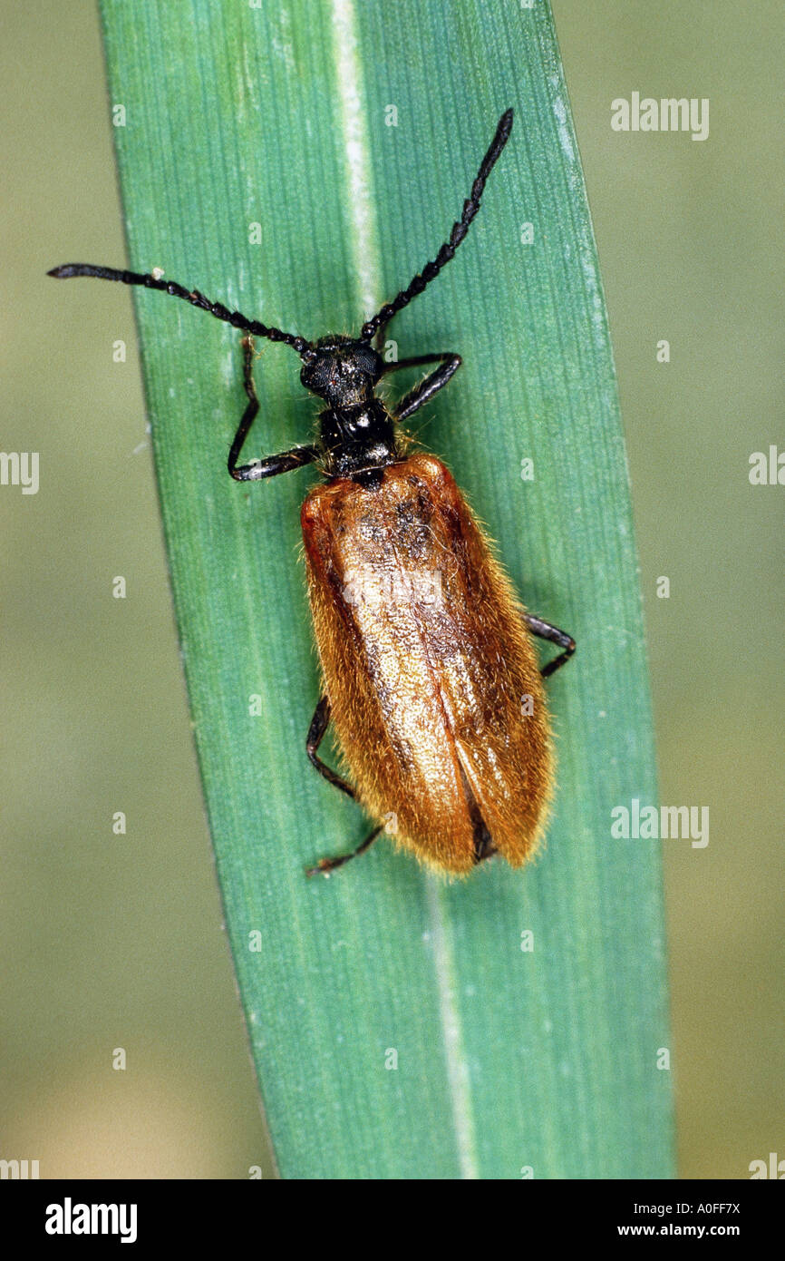 Lagria hirta (Lagria hirta), imago Stock Photo - Alamy