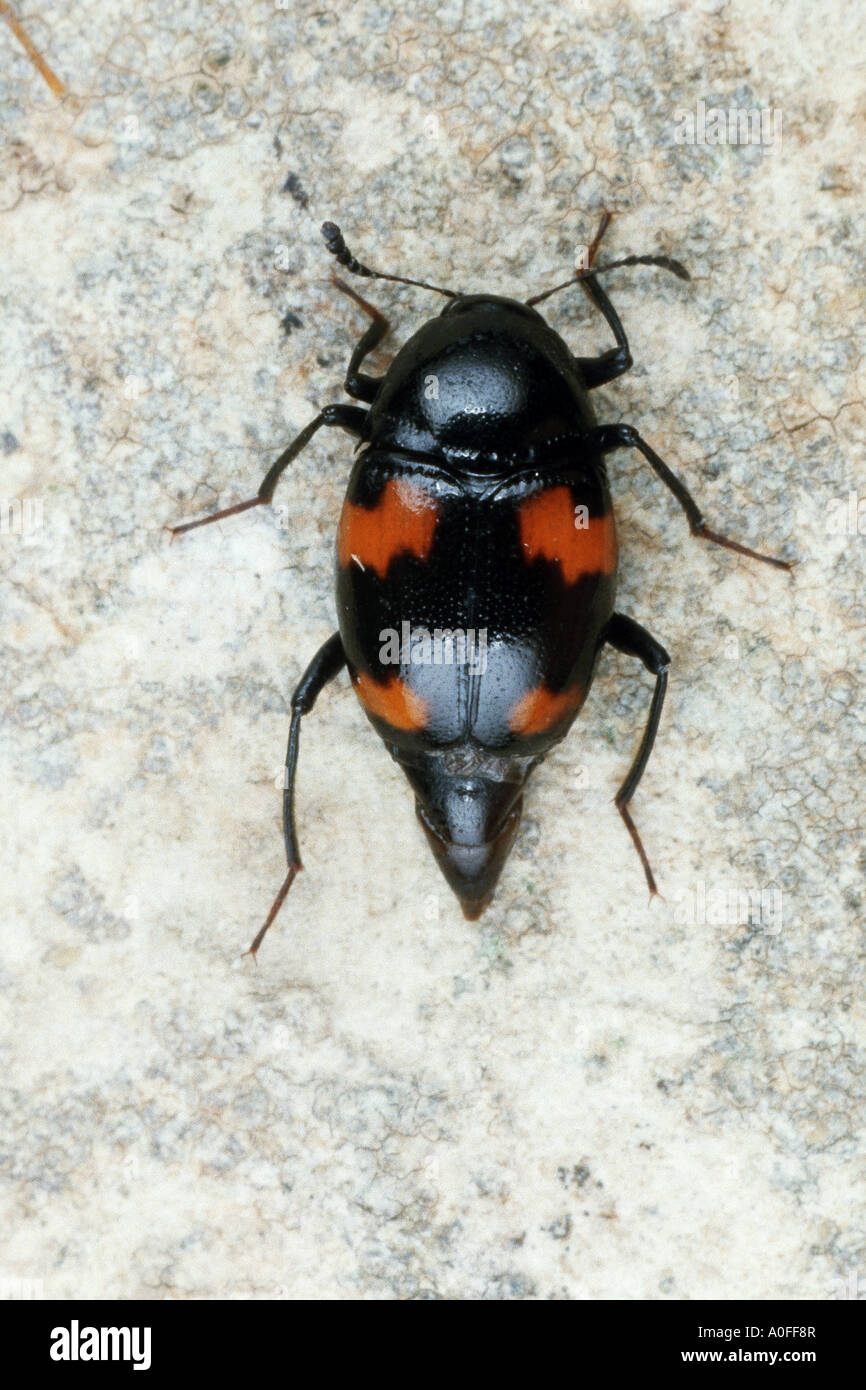 beetle (Scaphidium quadrimaculatum), imago Stock Photo