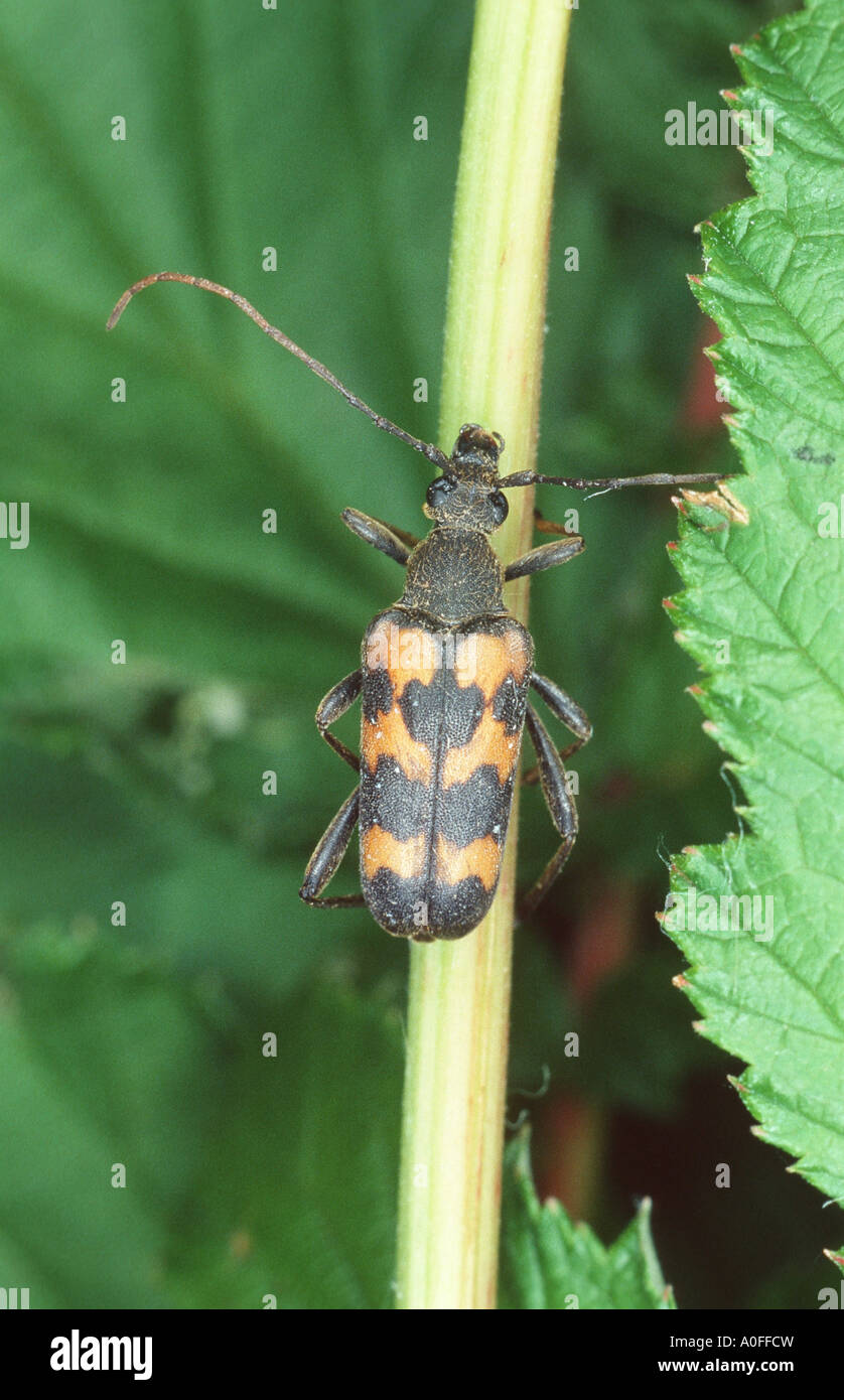 longhorn beetle, long-horned beetle (Leptura sexguttata), imago Stock Photo
