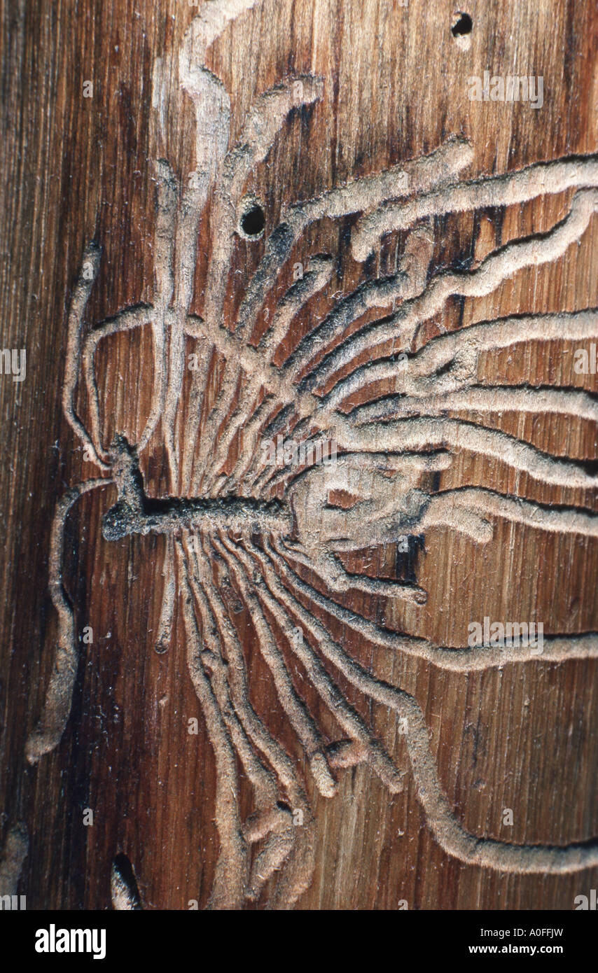 oak bark beetle (Scolytus intricatus), galleries Stock Photo