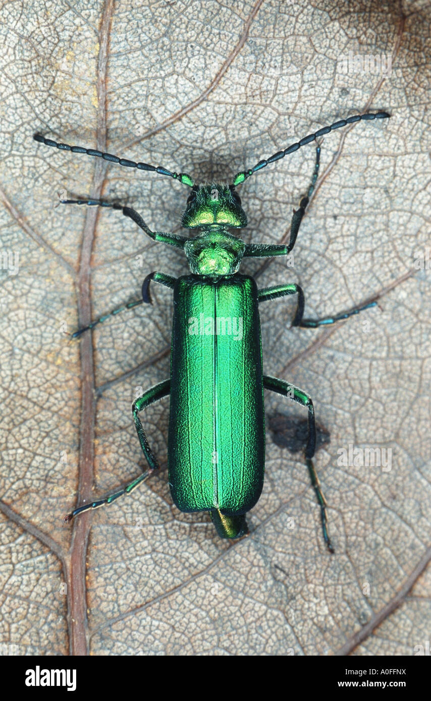 Spanish fly, blister beetle (Lytta vesicatoria), imago on leaf Stock Photo