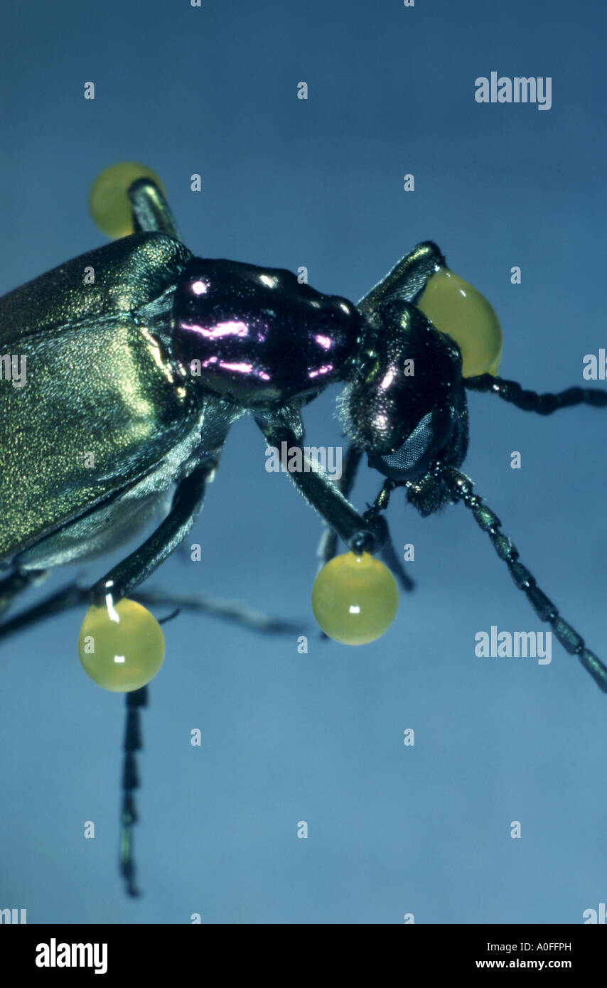 Spanish fly, blister beetle (Lytta vesicatoria), poisonous drops Stock Photo
