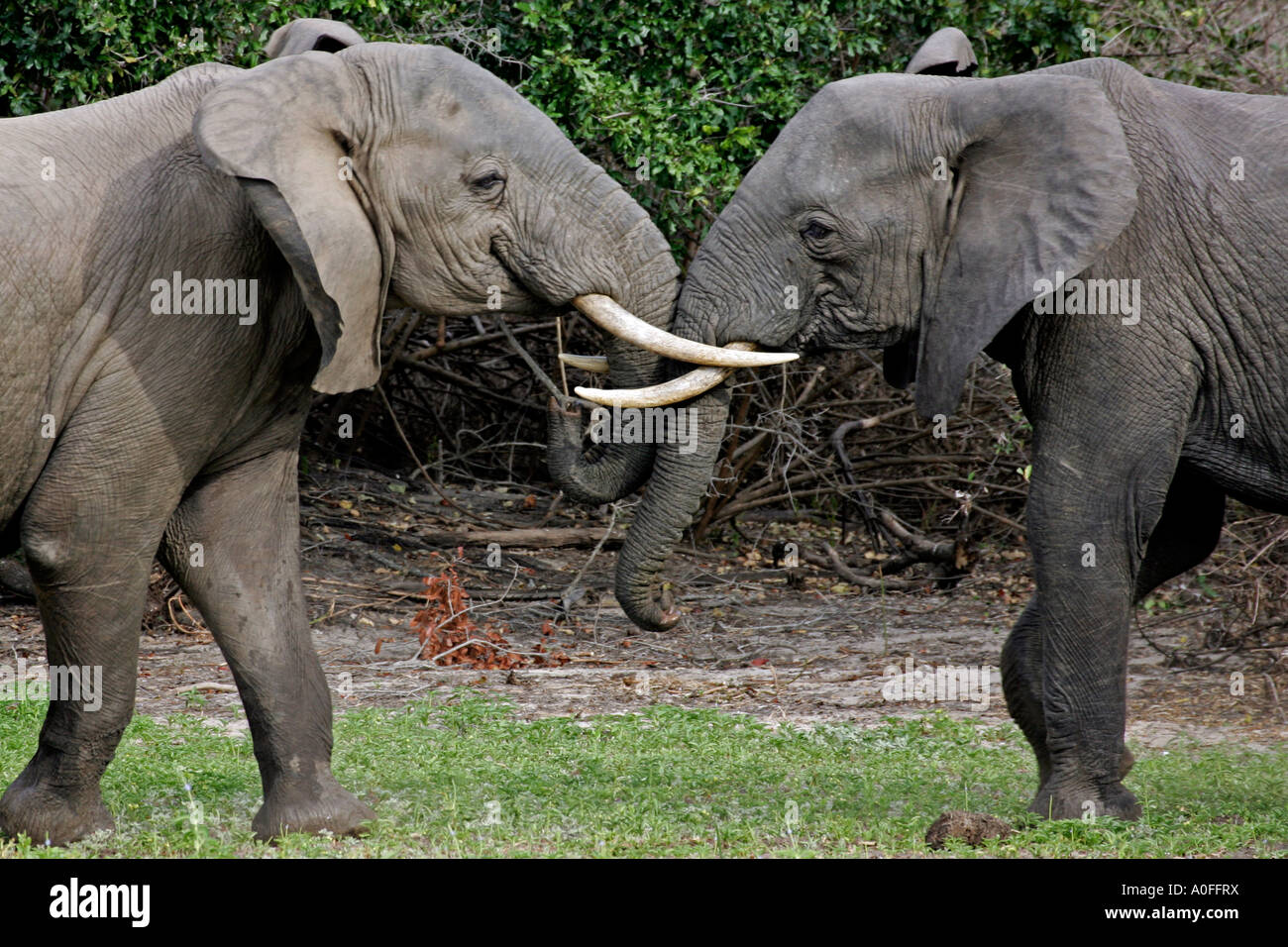 Selous Game Reserve World Heritage Site Tanzania  two 2 Bull elephant play fighting Stock Photo