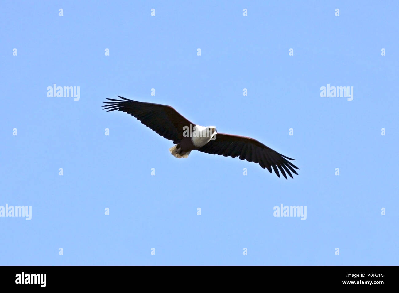 African fish eagle, Haliaeetus vocifer, aka African sea eagle, in flight, Selous Game Reserve, World Heritage Site, Tanzania Stock Photo