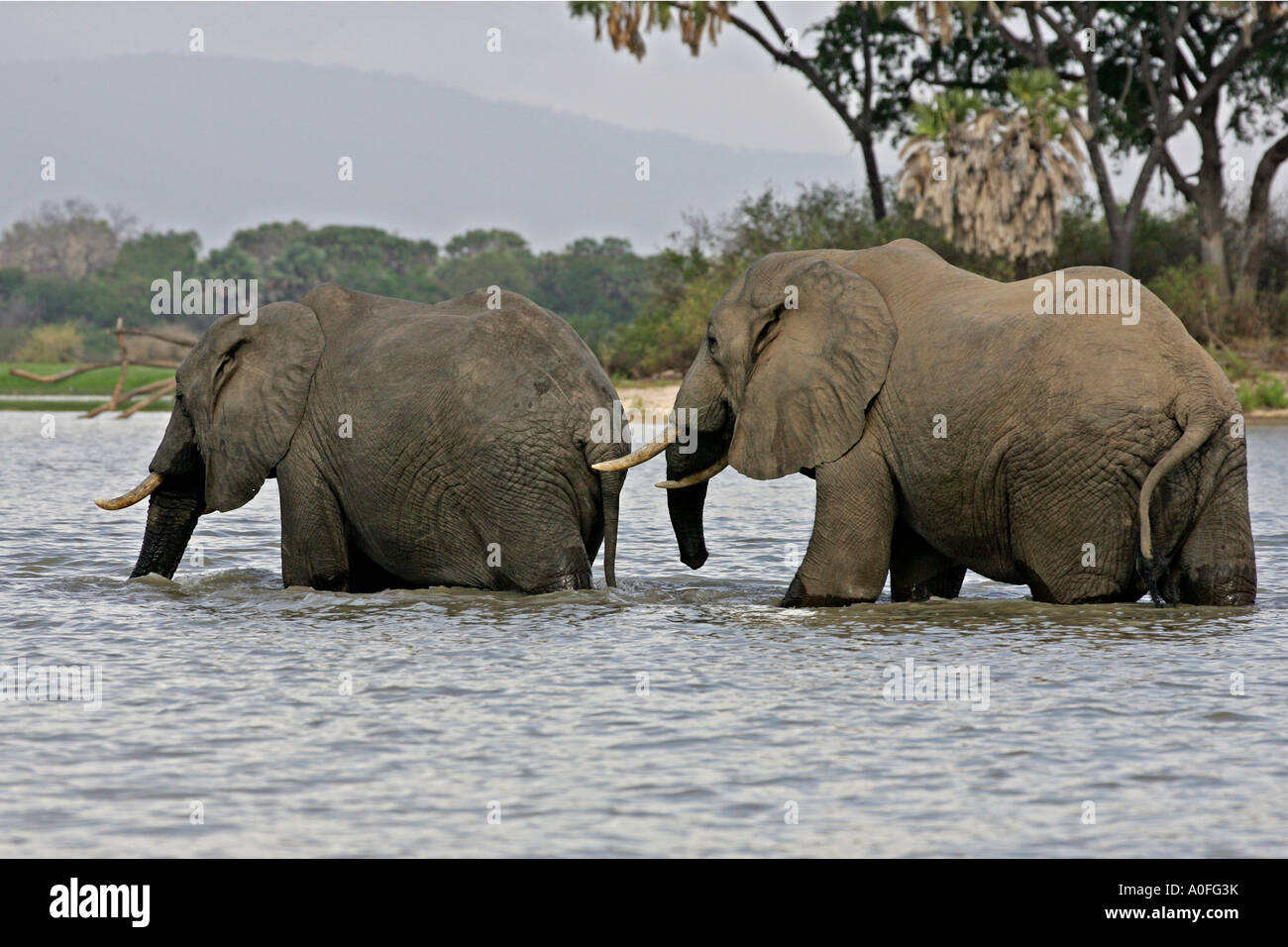 Selous Game Reserve World Heritage Site Tanzania   2 two Bull elephant crossing Lake Stock Photo