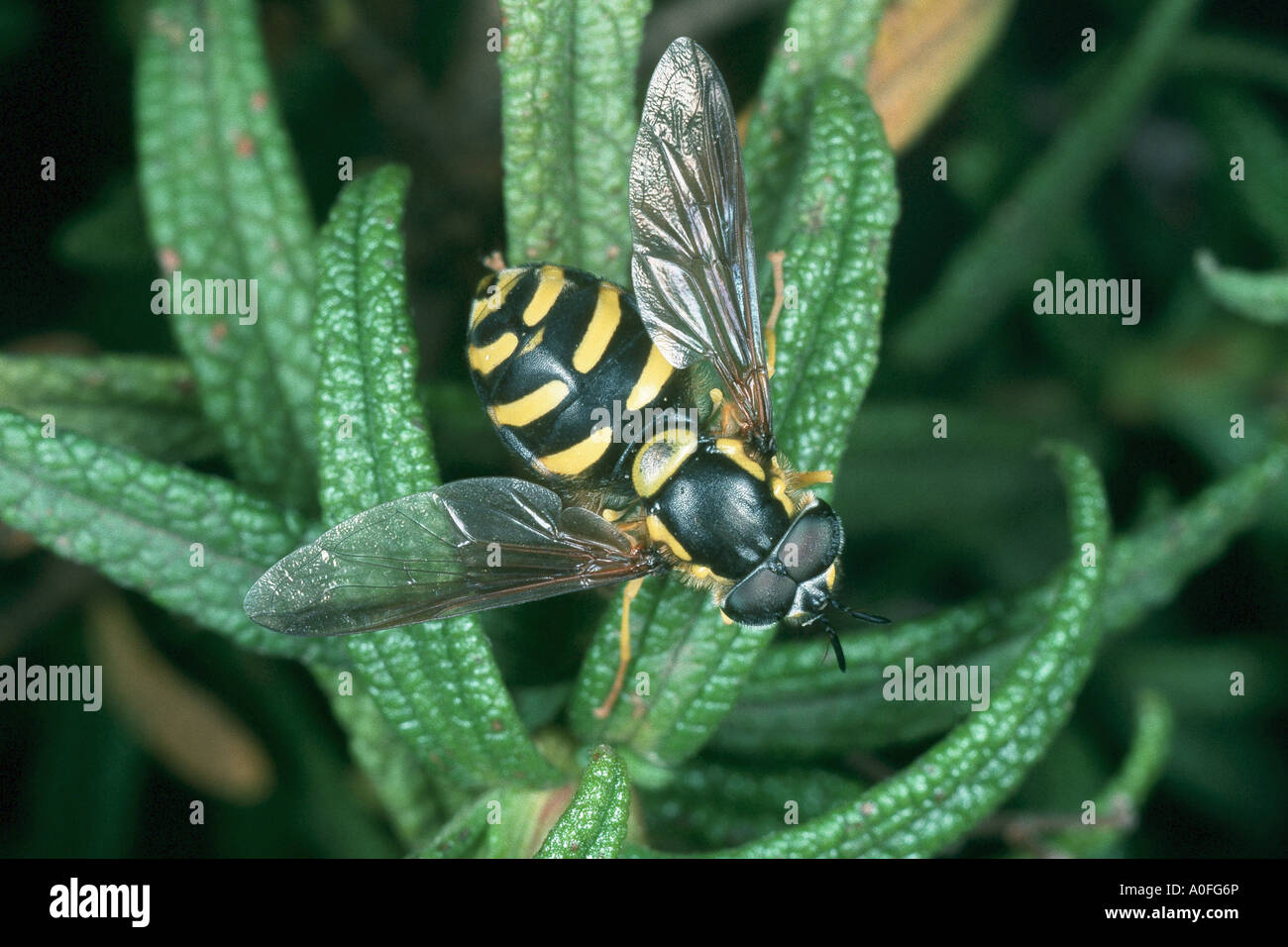 hoverfly, hover fly, syrphid fly, flower fly (Chrysotoxum cf. arauatum), imago Stock Photo