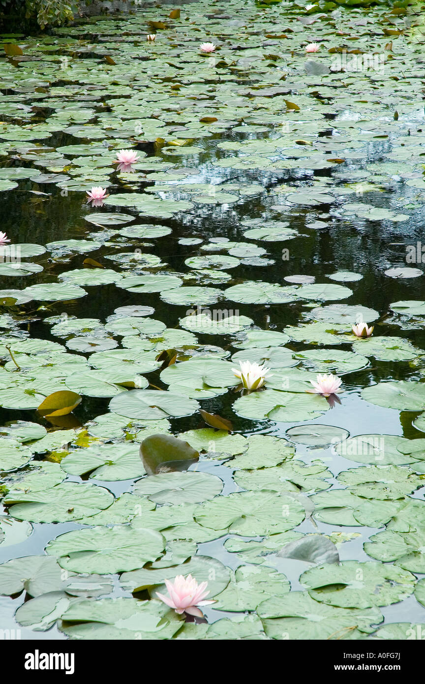 A pond with water lily Stock Photo - Alamy