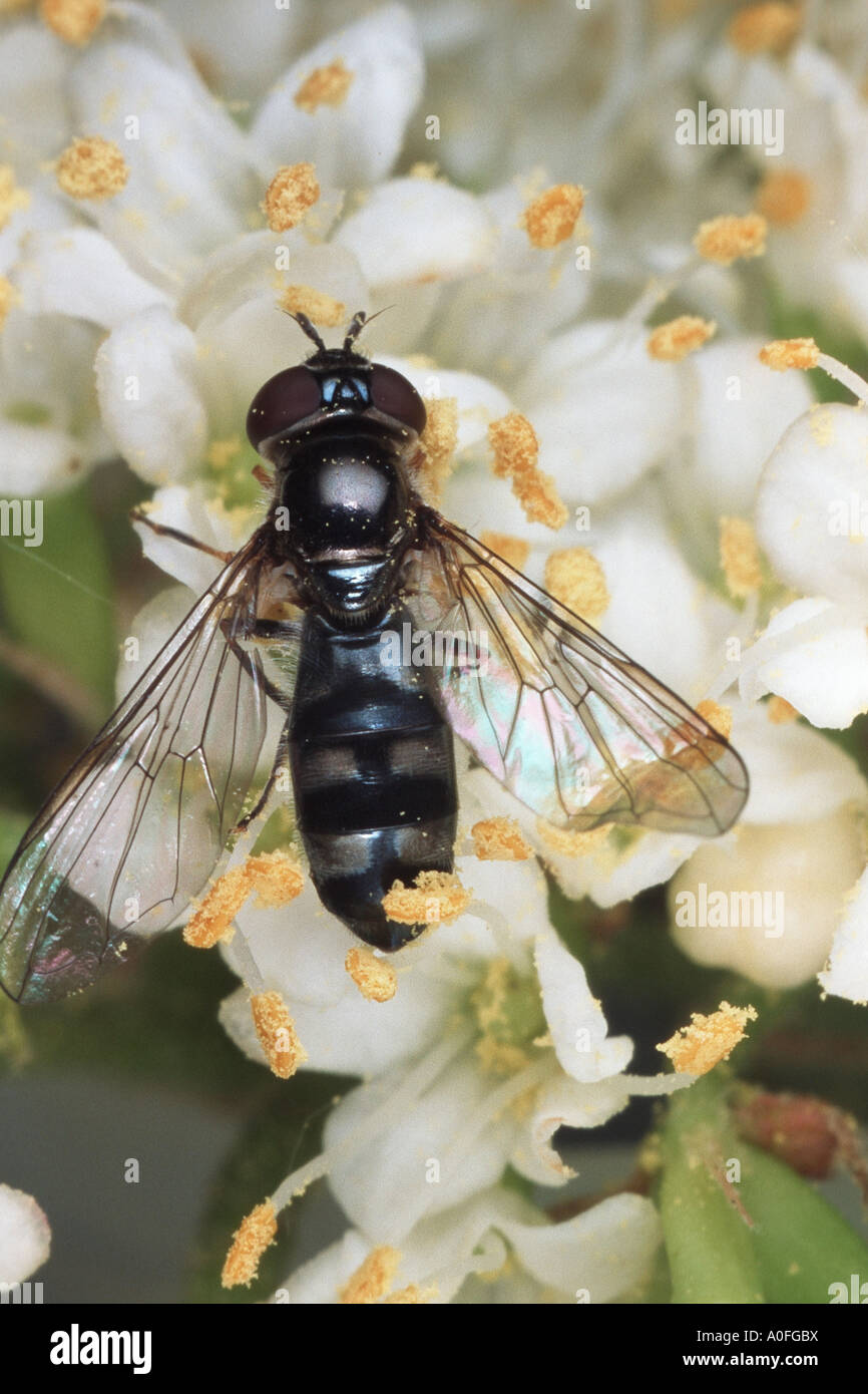 hoverfly, hover fly, syrphid fly, flower fly (Platycheirus cyaneus), imago Stock Photo