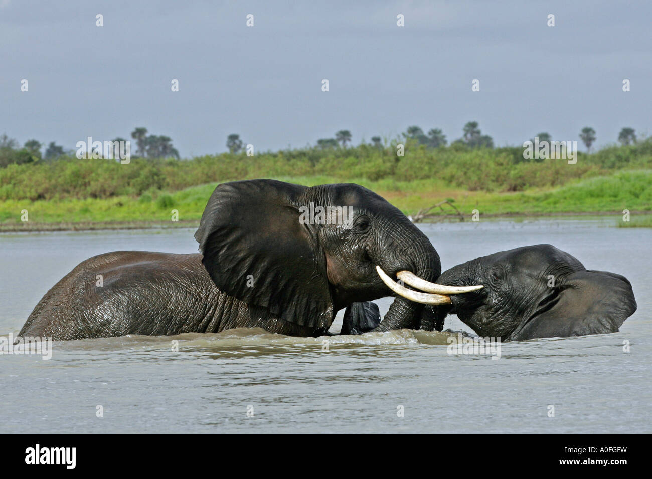 Two Bull elephants washing / playing in Lake, Selous Game Reserve, World Heritage Site, Tanzani Stock Photo