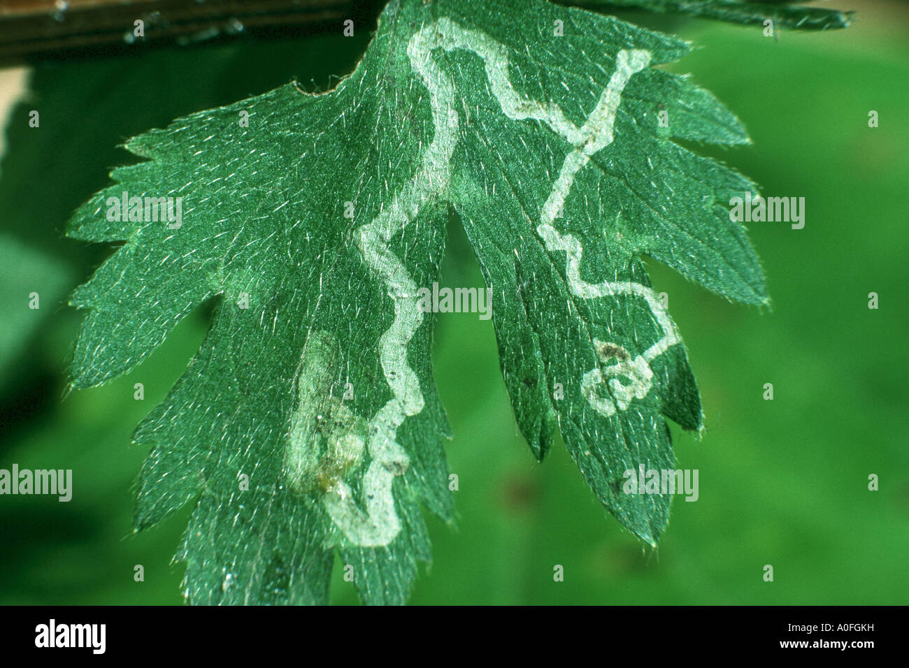 leaf miner fly (Phytomyza ranunculi, leaf miner fly), burrows on a leaf Stock Photo