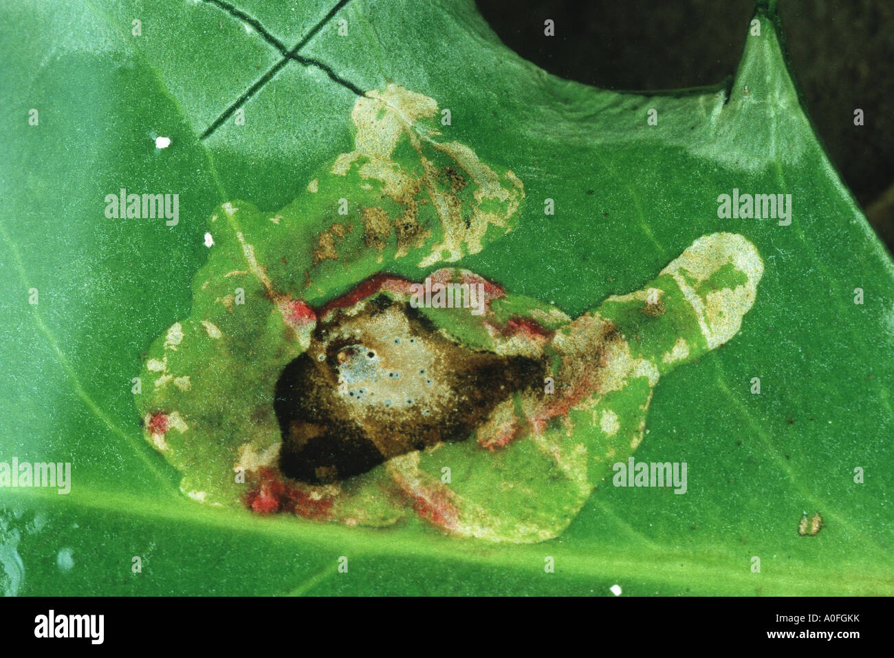 holly leafminer fly (Phytomyza ilicis), burrows on a leaf of ilex aquifolium Stock Photo