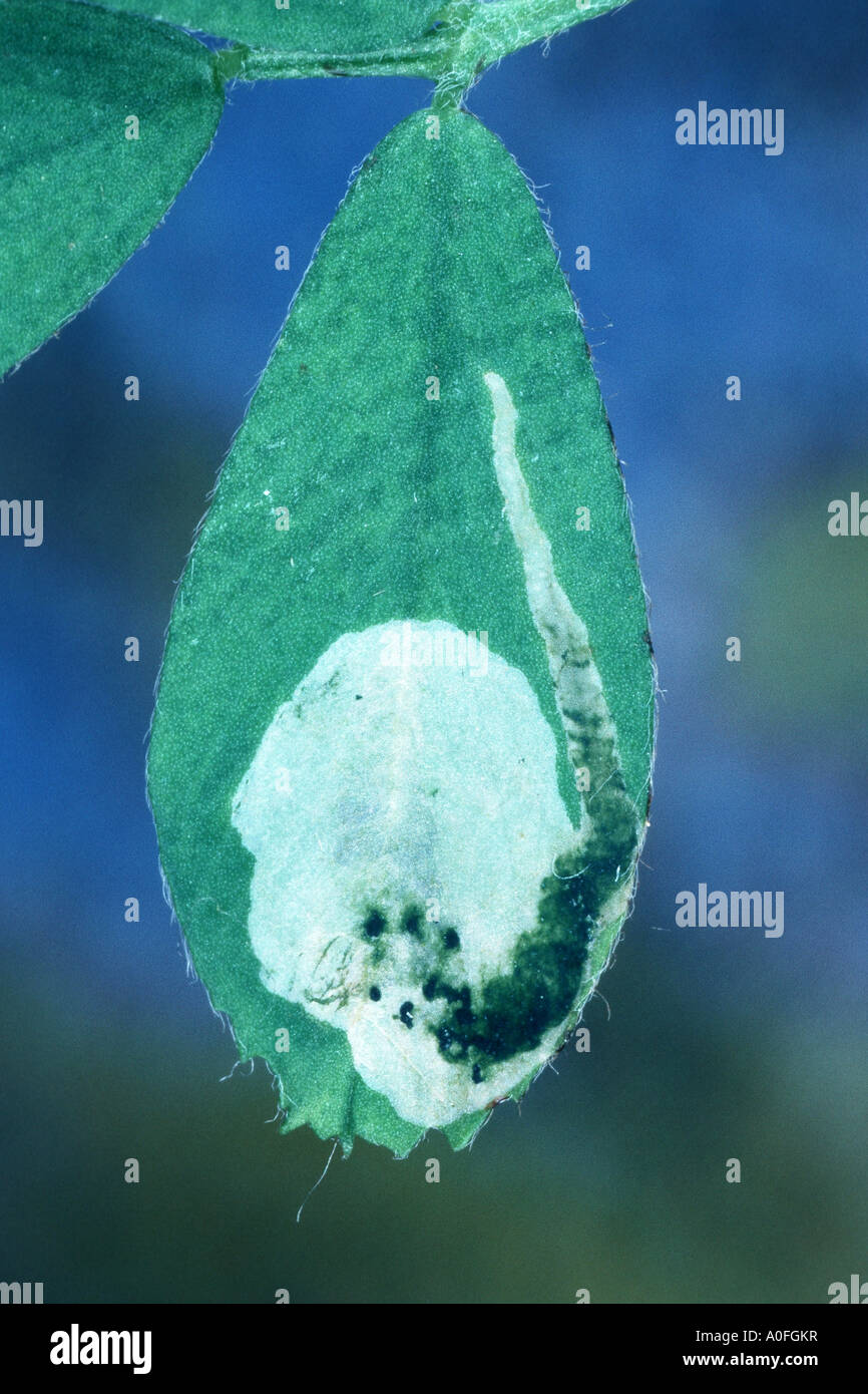 Leaf miner fly larvae hi-res stock photography and images - Alamy