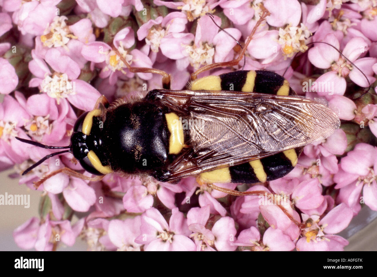 soldier fly, soldierfly (Stratiomys chameleon), female Stock Photo Alamy