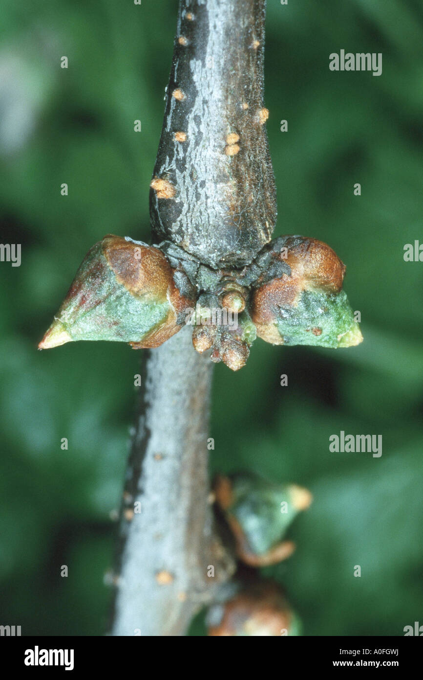 gall midges, gall gnats (Cecidomyiidae), gall Stock Photo