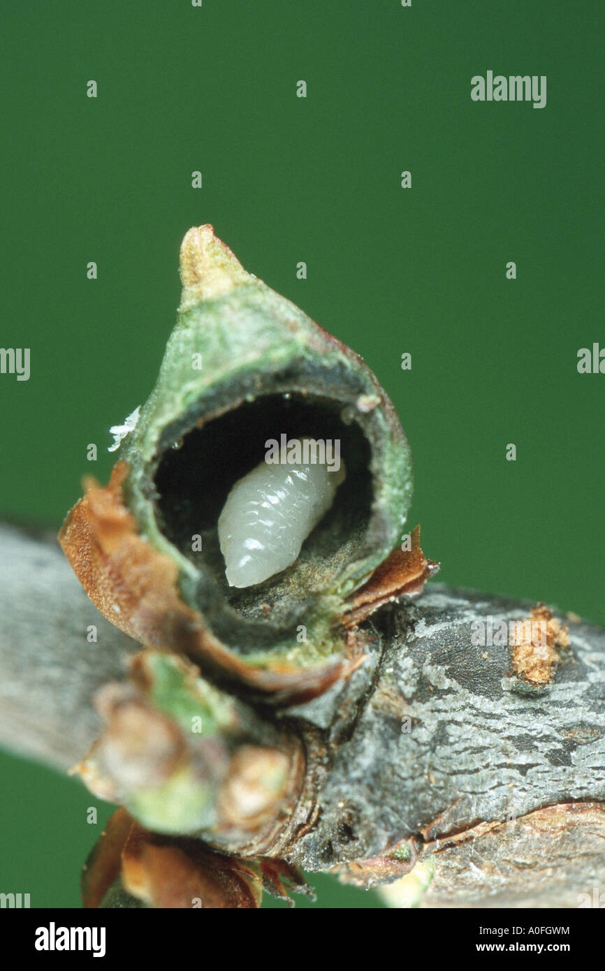 gall midges, gall gnats (Cecidomyiidae), opened gall with larva Stock Photo