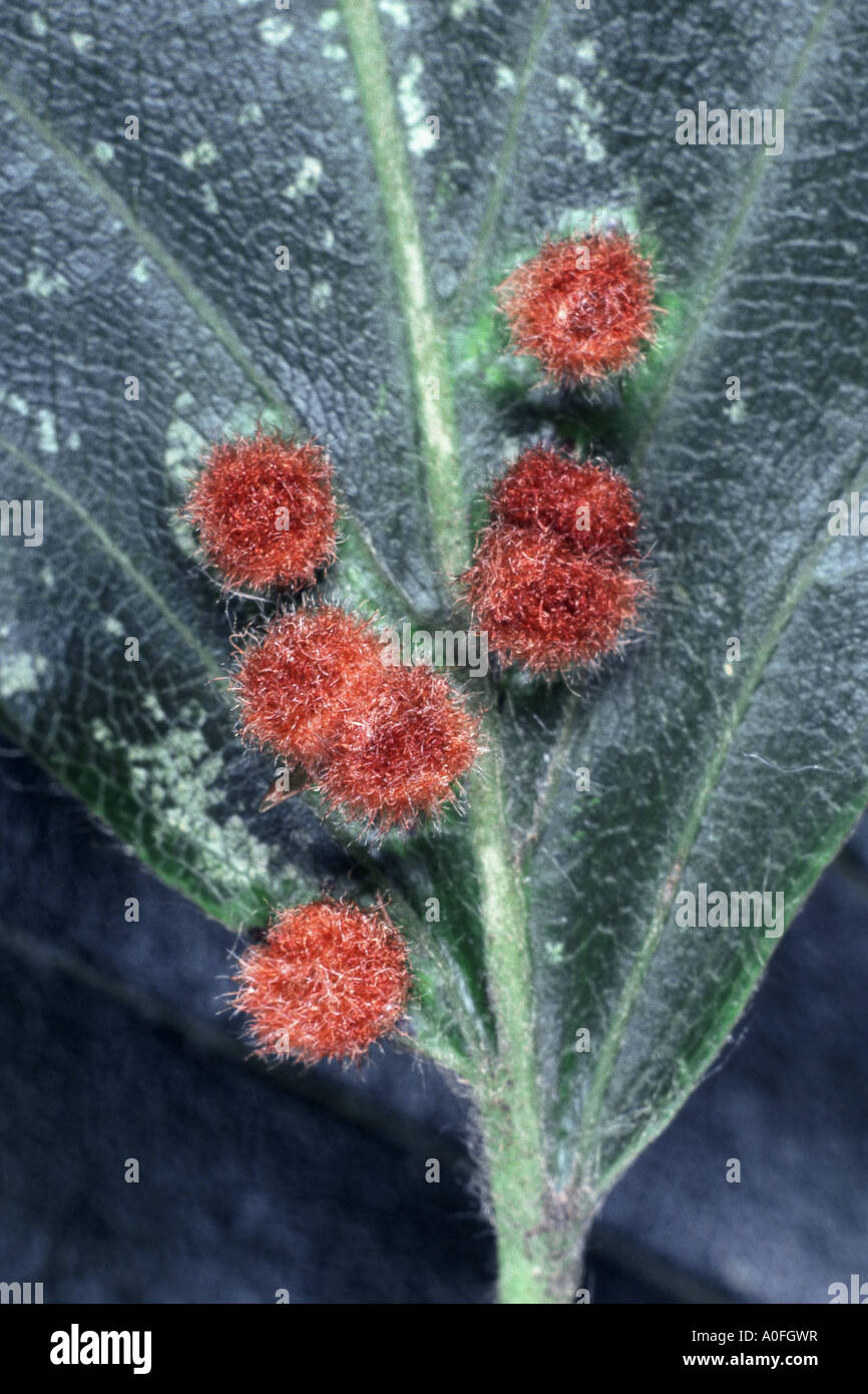 gall midges, gall gnats (Cecidomyiidae), galls on a beach leaf Stock Photo